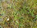 Isoetes durieui